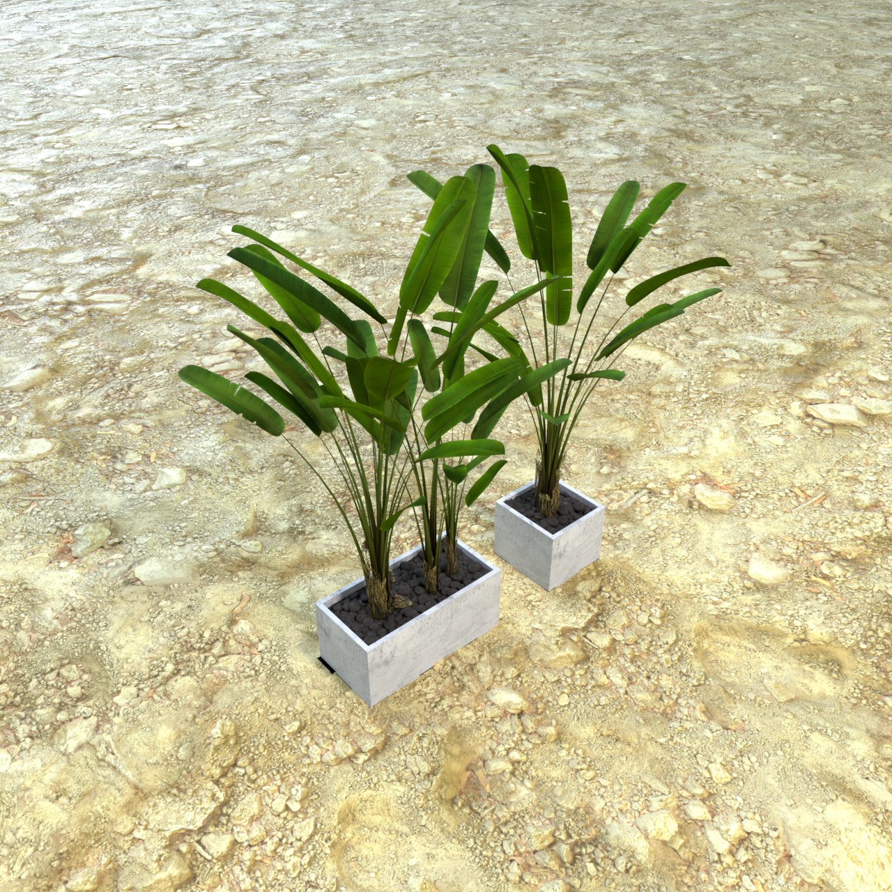 小型芭蕉树家庭绿化花盆-Octane材质
